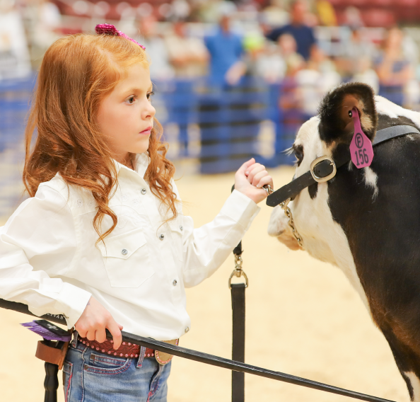 Weber county fair young girl with cow.